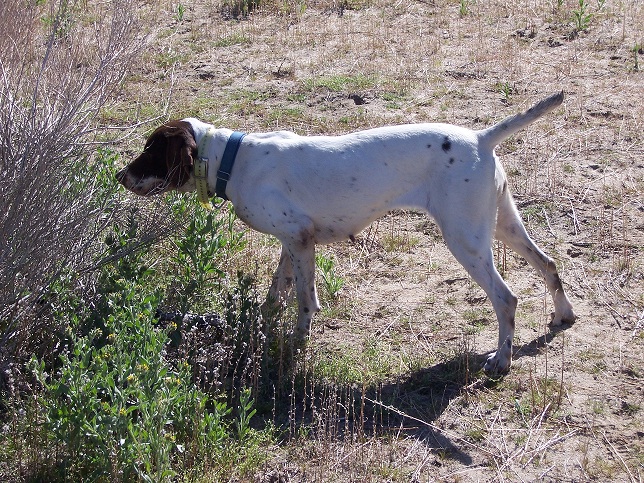 Annie is retiring from the Kennel and is looking for a good hunting/family home