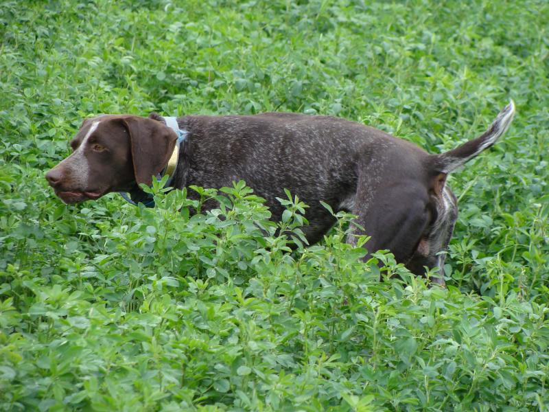 Diego Boss of Blackacres MH  (Gus)